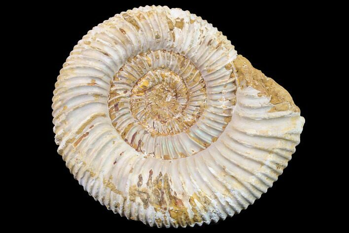 Jurassic Ammonite (Perisphinctes) Fossil - Madagascar #152788